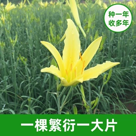 其他干货;野生菜类;库存农产品