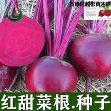 红甜菜根种子紫菜头春秋播种高产甜菜种子农家老品种含糖量高蔬菜