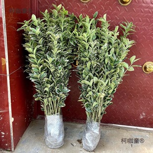 Golden Edge Boxwood Saplings, Golden Edge Holly Saplings, Courtyard Greening Saplings, Evergreen Fence, Golden Edge Boxwood Balls, Metabo