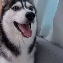 批发定制西伯利亚雪橇犬哈士奇纯种狗狗中型犬工作犬幼犬活体小狗