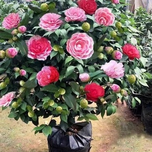 ����ɽ�軨���Բ軨���玧������ɫ�൤����ֲ���҃Ⱥ��B�ļ��_��