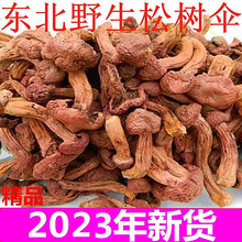 东北特产红蘑 野生红蘑菇干货 松树伞松蘑菇肉蘑钉菌250g全国包邮