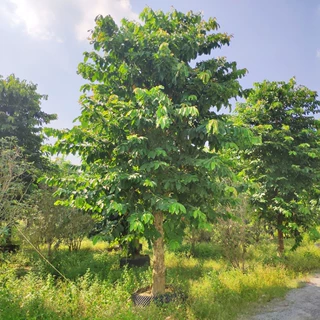 908供应 大叶紫薇 大花紫薇 20-25cm假植苗 绿化乔木 基地直销