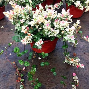 ���~�jʯ�S����~�jʯ�������Ե��m�ļ���������ֲ�ﻨ���ͺ��ͺ�