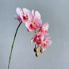 Feel pink 27#