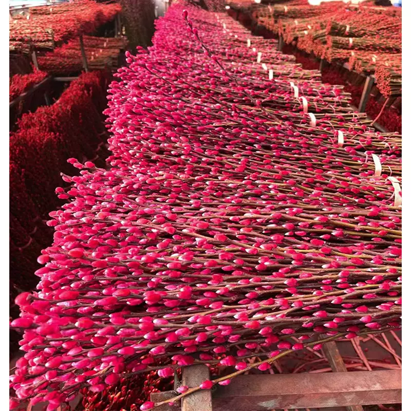 银柳 红柳 春节年宵花卉插花 银芽柳真花鲜枝干花基地 包邮