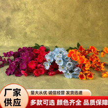 ����÷��֦�һ�֦�Ų��ѻ��Ҿ��b��һ��������쾰�һ�֦�ٻ�