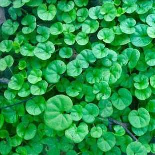 �R���N�Ӳ��Ѳ�ƺС���X���~�X���ļ������͸ߜؾG���R���N��