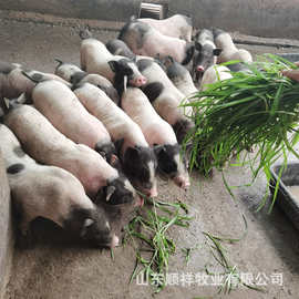 哪里卖巴马香猪种猪 育肥猪多少钱一头 湖北20斤猪苗价格