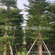 小叶榄仁容器苗细叶榄仁行道树园林景观工程苗木雨伞树5-25绿化树