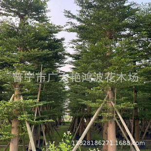 �V�|�Ռ�С�~���ʼ��~���ʾG�������\�~���ʾG����ľ�е�����b��