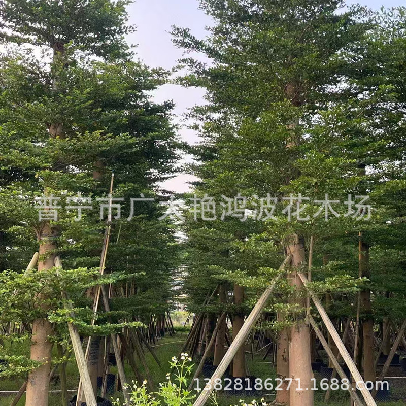 小叶榄仁容器苗细叶榄仁行道树园林景观工程苗木雨伞树5-25绿化树