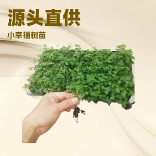 直供微景观小幸福小富贵树居家办公观叶绿植小盆栽可水培四季常绿