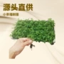 办公幸福常绿景观绿植