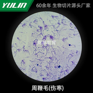 周鞭毛涂片生物切片实验室研究显微镜玻片高校教学微生物科研