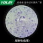 微生物高校科研研究玻片