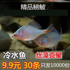 フナ、観賞魚、冷水魚、ネイティブ魚、カラフルなハイボディ、生きた小型淡水魚