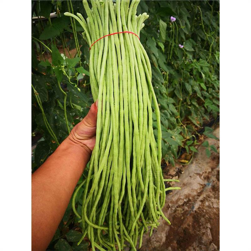 长豆角种子苗秧豇豆四季豆蔬菜种籽大全孑豆角苗豆种无架豆角芸豆