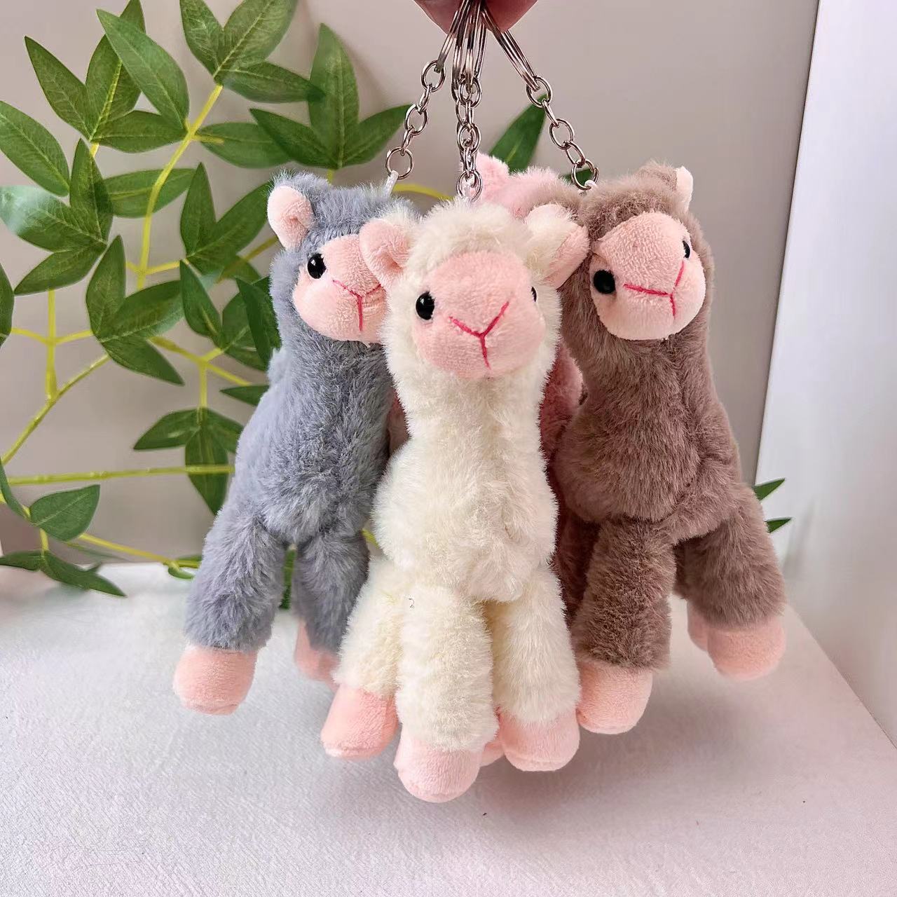 Cute alpaca