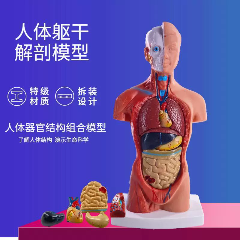 Physiological innards, heart, medicine teaching aids for teaching maths, children's skeleton, 28cm, anatomy, wholesale