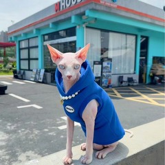 猫の服にベルベットのセーター冬のスフィンクスドイツ語猫と同じ冬の保温袖なし猫のセーター