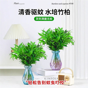 ���ˮ������ֲ������҃ȿ͏d����GֲС���Ի����ļ�������B��