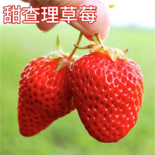 �ش����Ͳ�ݮ���������ļ������t��|��ݮ���҃��̨�����ʳ��