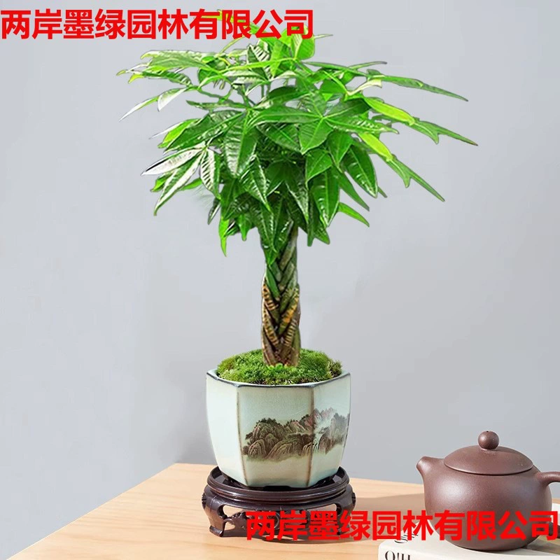 Мини-дерево денежное в горшке с косами, офисный настольный цветок бонсай, вечнозеленое растение для всех сезонов.