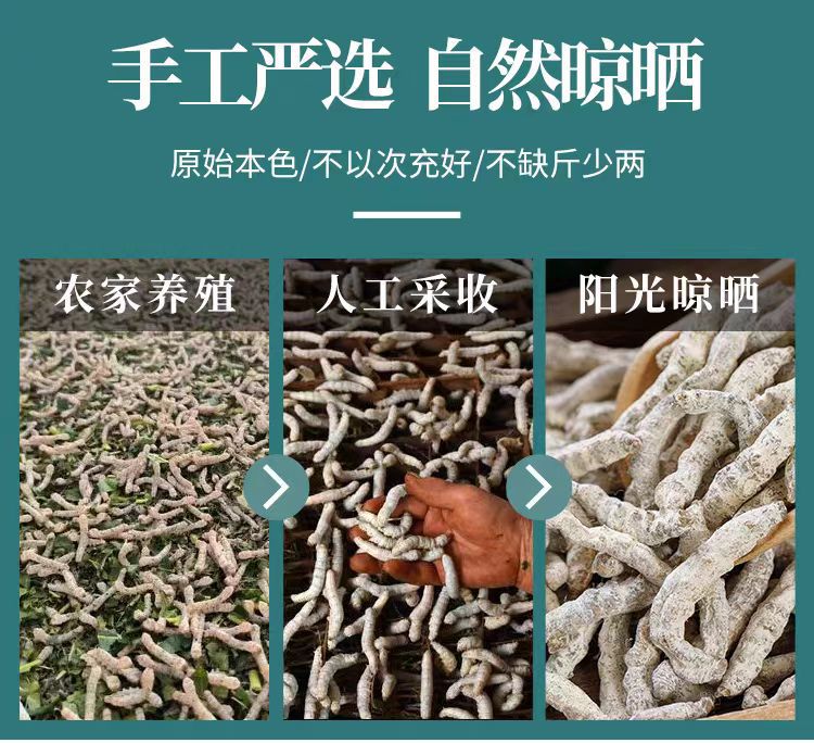Bai Jiang Can (Bombyx Batryticatus) — Stir-Fried Silkworm Herb, 500g Food-Herb Decoction Pieces key features