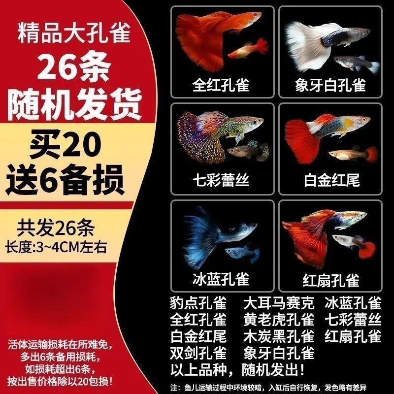 【3-4cm】26 random large peacocks