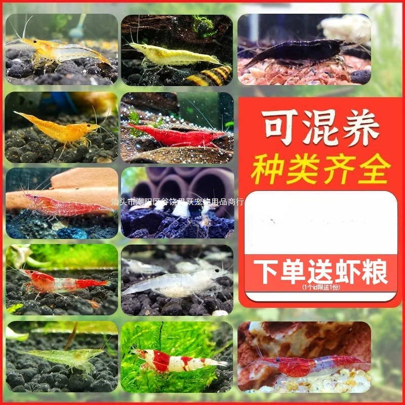 Свежие декоративные креветки, легко разводить тропических пресноводных креветок, маленьких креветок с кристаллическим огнем вишневого цвета, средство для удаления водорослей для аквариумных животных, черная ракушка для домашних животных.