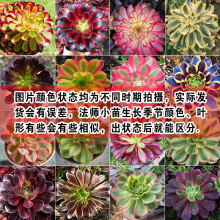 美杜莎法师多肉植物老桩大颗好养室内红覆轮粉绿植高颜值盆栽女巫