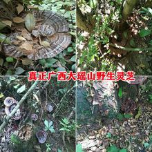 广西野生灵芝干货整枝黑林芝切片打粉泡酒天然紫灵芝批发