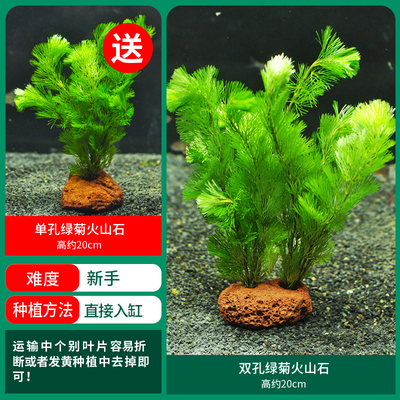 [초특가] 이중구멍 녹국화 화산석 1개 구멍 녹국화 화산석 무료 증정