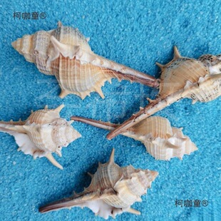 ��Ȼؐ�����ݺ���5-9cm�Ҿ��~��ˮ���^��Ӱ΢���^�[�����̫��