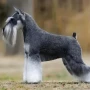幼犬活体纯种椒盐宠物犬