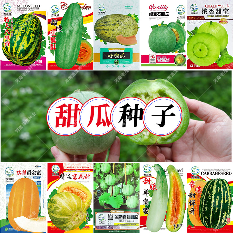 绿宝石羊角白沙黄金蜜哈密八里香籽薄皮超落花甜掉牙宝瓜水果种子