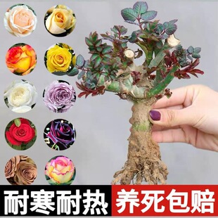õ�廨�����Ϙ��¼������ľ�������҃����ļ��_���ϸ�������