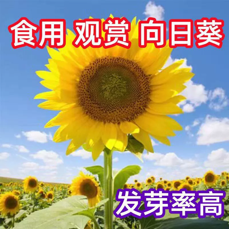 Декоративные семена подсолнечника Four Seasons Крытый балкон Короткие мини-маленькие горшечные растения Легко сажать съедобные семена подсолнечника