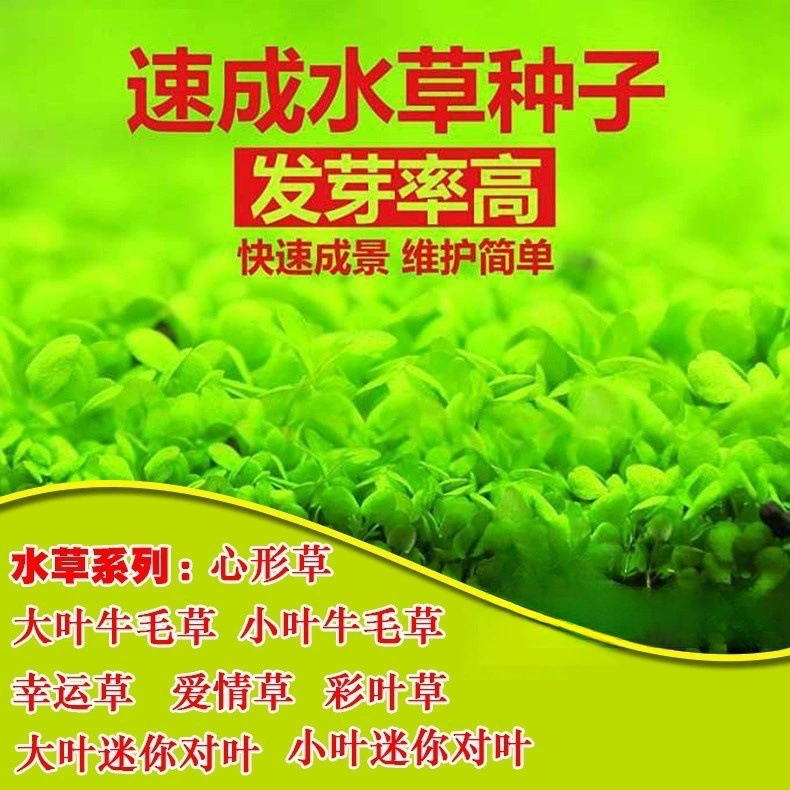 Четырехсезонные быстрорастущие семена водных растений, мини-семена двухлистной травы с коровьей шерстью, семена любовной травы, аквариум, ландшафтный дизайн, семена травы