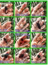 小动物真实昆虫树脂真虫金龟子蝎子蜘蛛知了甲虫标本海洋礼盒