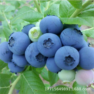 �F���ϸ߅������{ݮ��G��ʯ �����{ݮ�� ���ر��߅��R�����{ݮ��