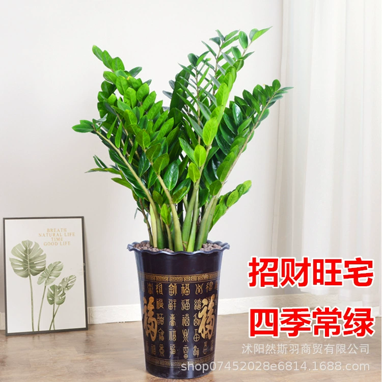 Денежное дерево Горшечное растение комнатные деньги строка Счастливая Гостиная Офис зеленое растение цветы вечнозеленое дерево удачи