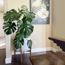 龟背竹大型盆栽网红绿植室内客厅办公室大叶植物除真花卉一件批发