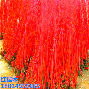 �G����ľ��ɫ��N�t��ľ����t�R��С��t��ľ�����ϱ����Nֲ����