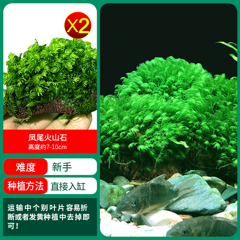 피닉스 테일 모스 화산석 1샷 2개 구매