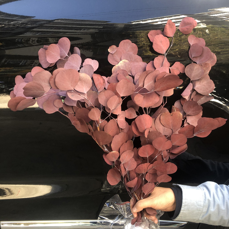 Eterno flor hoja de eucalipto eterno cobre moneda hoja de eucalipto hoja fina eucalipto manzana hoja de eucalipto hoja de mijo eterno mijo fruta