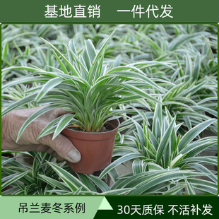 ���m������߅�������ԾGֲ���BС��ˮ�Bˮ�����N���紹���҃�����