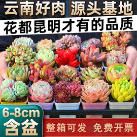 仙人掌及多肉;营养液