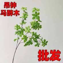 �S�����l�Gֲ���R�ձ��R��ľ�������������҃ș����b��滨
